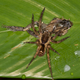A wandering spider (Ctenidae) preying on a frog (Leptodactylus didymus).